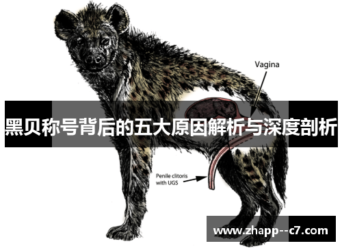 黑贝称号背后的五大原因解析与深度剖析